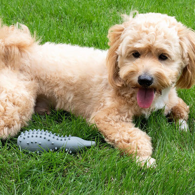 Jouets durables pour chiens pour mâcher des chiens agressifs